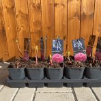 Pivónia bylinná (Paeonia lactiflora) ´ALEXANDER FLEMING´, kont. C1L 